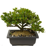 Shohin Dwarf Natal Plum D364