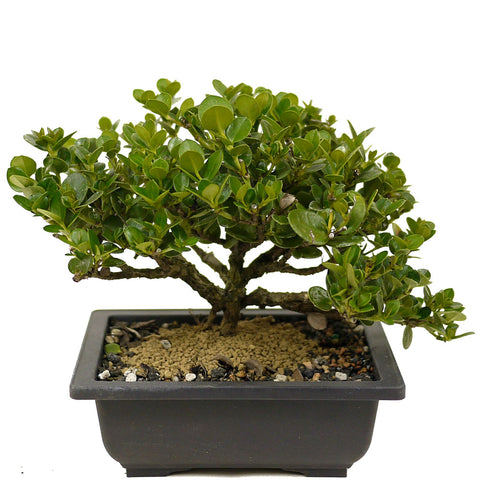 Shohin Dwarf Natal Plum D364
