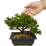 Shohin Dwarf Natal Plum D364