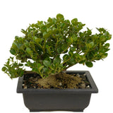 Shohin Dwarf Natal Plum D364