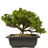 Shohin Dwarf Natal Plum D364