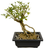 Exposed Roots Serissa Bonsai D365