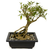 Exposed Roots Serissa Bonsai D365