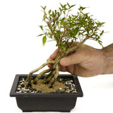 Exposed Roots Serissa Bonsai D365