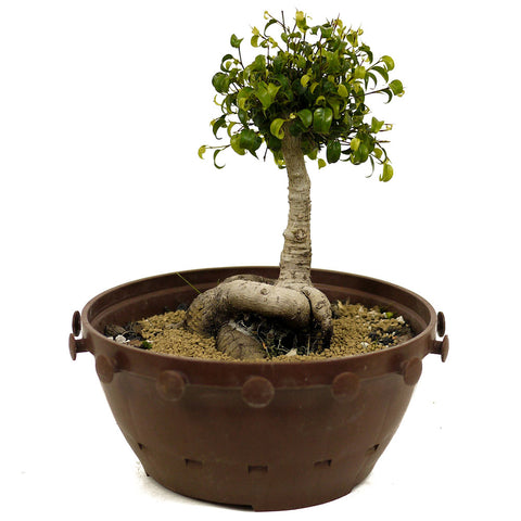 Ficus Too Little Bonsai in a Tie Pot D366