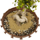 Ficus Too Little Bonsai in a Tie Pot D366
