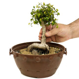 Ficus Too Little Bonsai in a Tie Pot D366