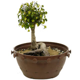 Ficus Too Little Bonsai in a Tie Pot D366