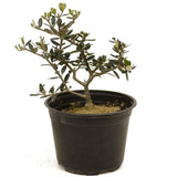 Olive D367