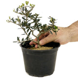 Olive D367