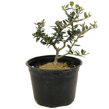 Olive D367