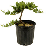 Dwarf Japanese Garden Juniper Pre-Bonsai - D368