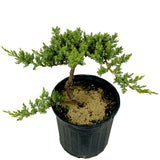 Dwarf Japanese Garden Juniper Pre-Bonsai - D368