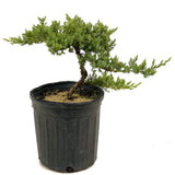 Dwarf Japanese Garden Juniper Pre-Bonsai - D368