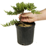 Dwarf Japanese Garden Juniper Pre-Bonsai - D368