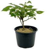Dwarf Mulberry D369