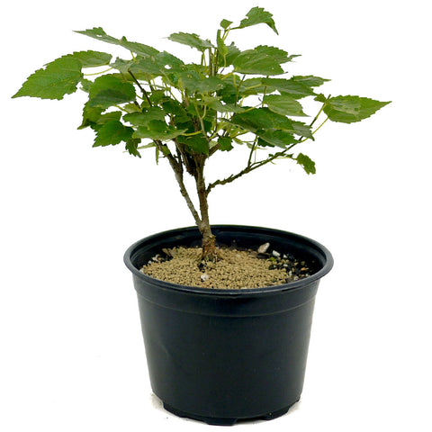 Dwarf Mulberry D369