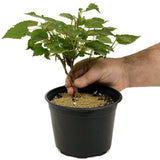 Dwarf Mulberry D369