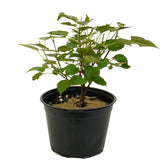 Dwarf Mulberry D369