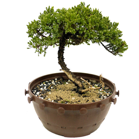Dwarf Japanese Garden Juniper in Tie Pot D370