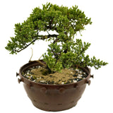 Dwarf Japanese Garden Juniper in Tie Pot D370