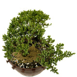 Dwarf Japanese Garden Juniper in Tie Pot D370