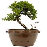 Dwarf Japanese Garden Juniper in Tie Pot D370