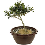Olive  in Tie Pot D371