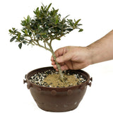 Olive  in Tie Pot D371