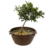 Olive  in Tie Pot D371