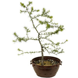 Yamadori American Larch in Tie Pot - D372