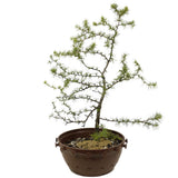 Yamadori American Larch in Tie Pot - D372
