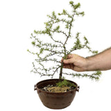 Yamadori American Larch in Tie Pot - D372