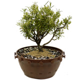 Rosemary in Tie Pot D373