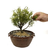 Rosemary in Tie Pot D373