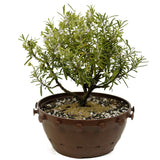 Rosemary in Tie Pot D373