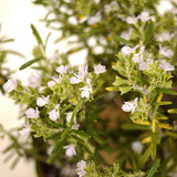 Rosemary in Tie Pot D373