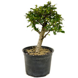 Fukien Tea D374