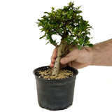 Fukien Tea D374