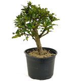 Fukien Tea D374