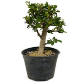 Fukien Tea D375