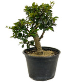 Fukien Tea D375