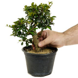 Fukien Tea D375