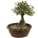 Chinese Elm in Tie Pot D376
