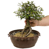 Chinese Elm in Tie Pot D376