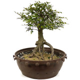 Chinese Elm in Tie Pot D376