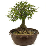 Chinese Elm in Tie Pot D376