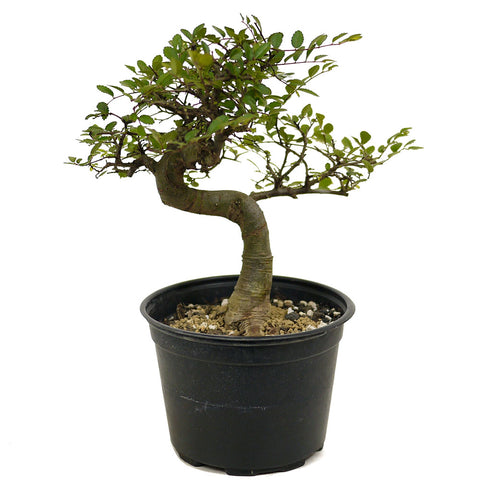 Chinese Elm D377