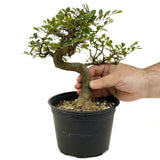Chinese Elm D377