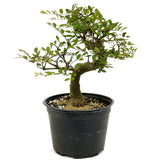 Chinese Elm D377